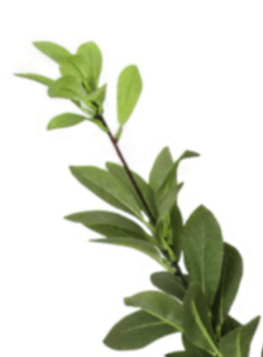 plant1