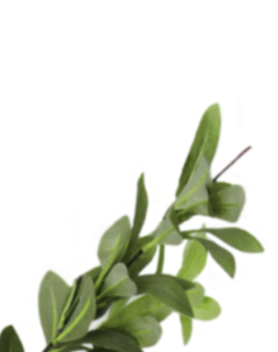 plant2